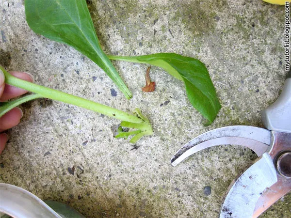 Bước 3 - Tỉa bỏ lá.