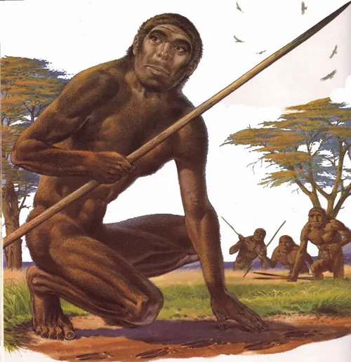 Người Homo erectus cầm giáo bằng tay phải
