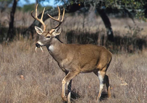 Tổ tiên loài hươu vừa có gạc, vừa có răng nanh dài