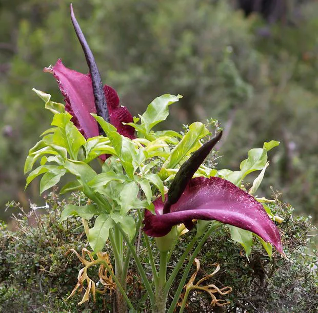 Hoa Dracunculus vulgaris