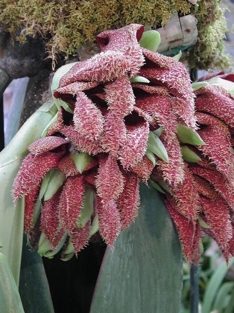 Cây bulbophyllum phalaenopsi