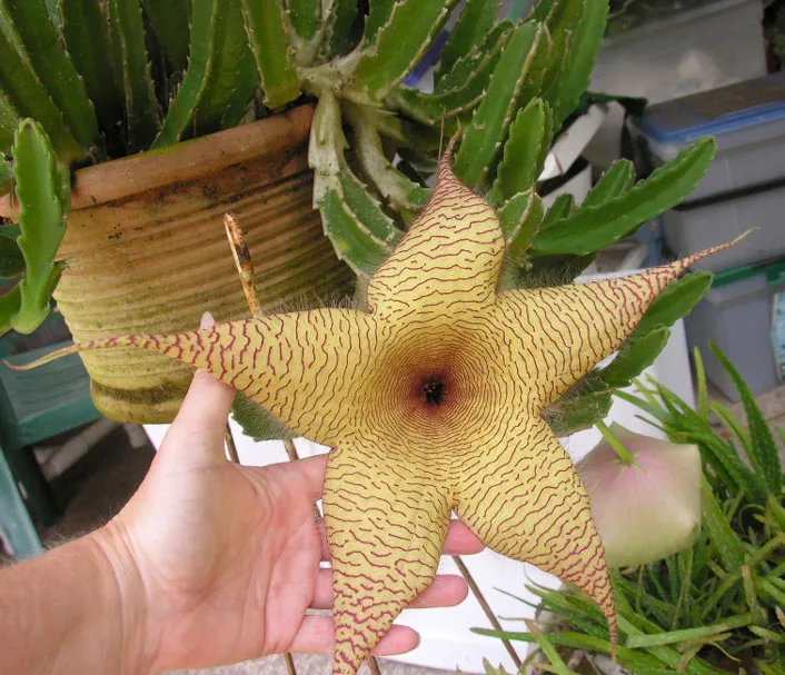 Stapelia gigantea