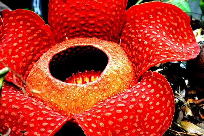 Rafflesia arnoldii
