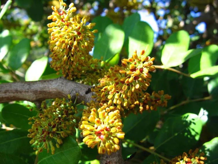 Hoa carob