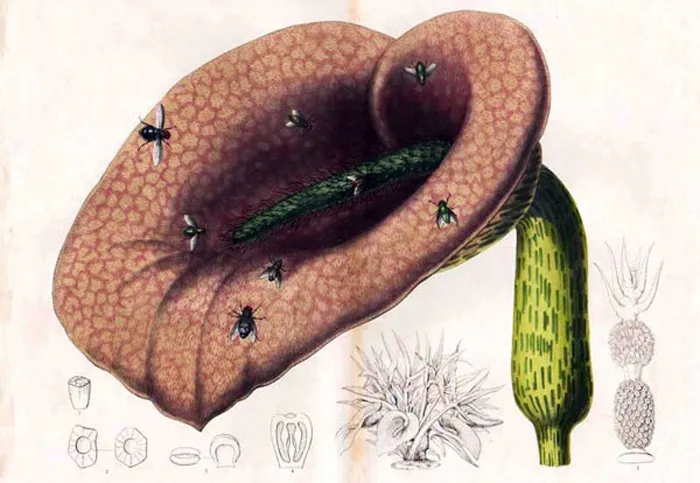Hoa Helicodiceros muscivorus