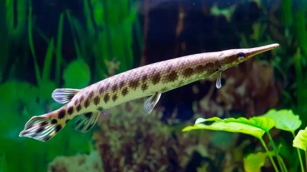 Cá láng đốm Bắc Mỹ