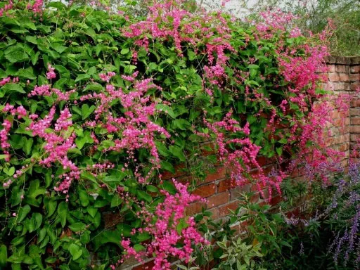 Kỹ thuật trồng hoa tigon được người Pháp mang đến Việt Nam từ thế kỷ 20