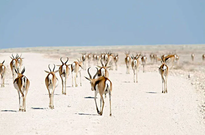 Bầy linh dương lang trên đường di cư ở Namibia