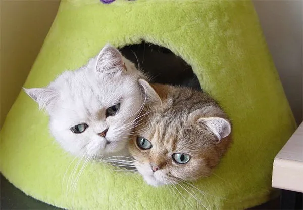 Mèo có cảm xúc giống người