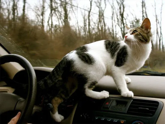 Mèo có hệ thống GPS nội bộ