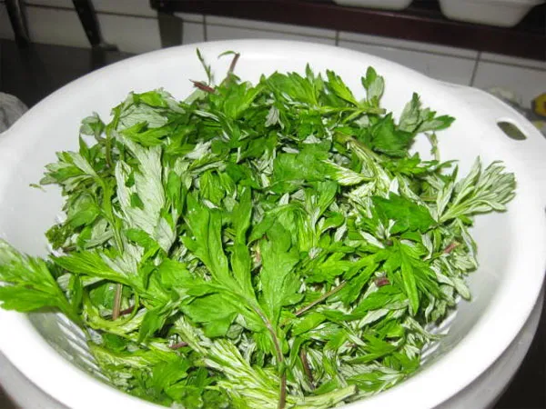 Tinh dầu trong ngải diệp là thành phần có tác dụng trị liệu