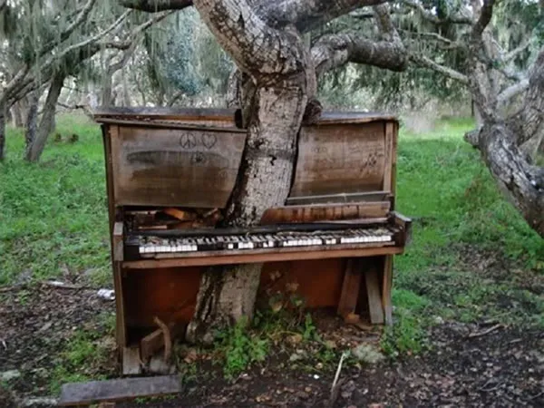 Cây xuyên qua đàn piano cũ