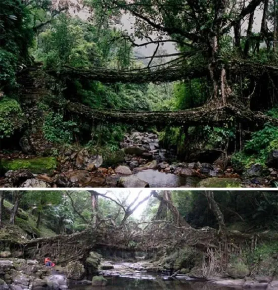 Rễ cây làm cầu