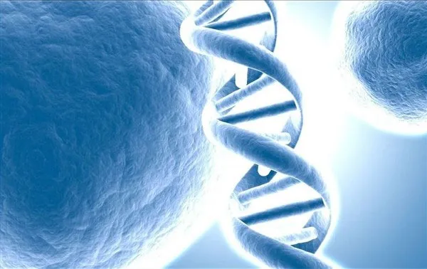 Cấu trúc gene di truyền chính là chìa khóa trường sinh bất tử