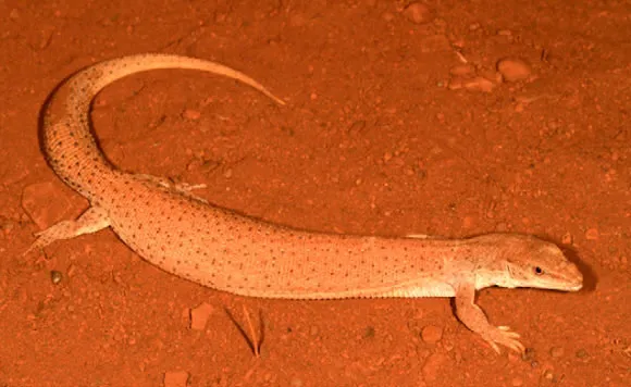 Thằn lằn Dampier Peninsula goanna.