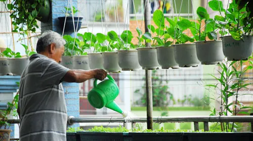 Cần chú trọng tưới nước trong kỹ thuật trồng cây, rau sạch tại nhà.