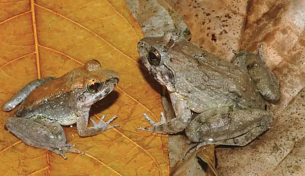 Con đực (trái) và con cái thuộc loài ếch Limnonectes larvaepartus