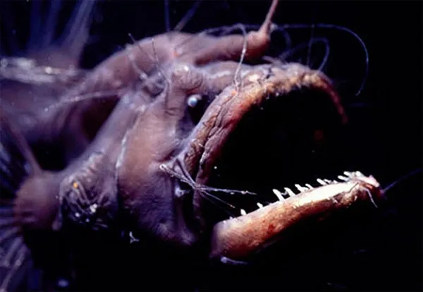 Loài cá quỷ Anglerfish được xem là sinh vật xấu xí nhất trên Trái đất.