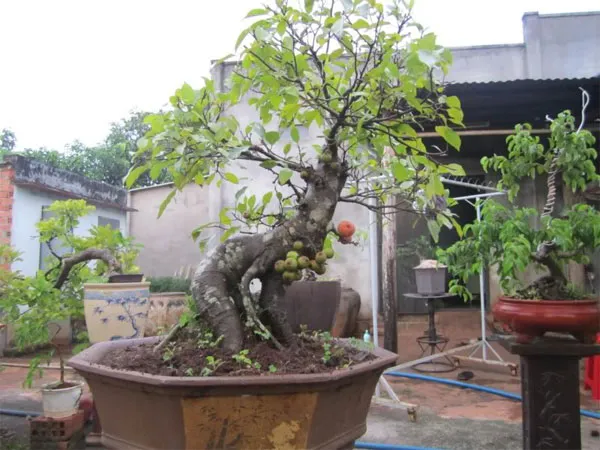 Kỹ thuật trồng cây sung bonsai lá nhỏ đẹp cũng rất dễ dàng.