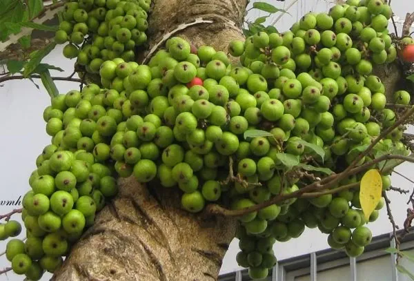Có nhiều kỹ thuật trồng cây để kích sung ra quả.