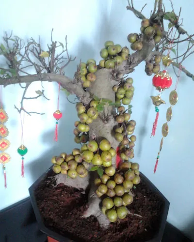 Có thể kích thích cây sung ra quả bằng cách ngừng tưới nước 15,20 ngày, vặt bỏ lá.