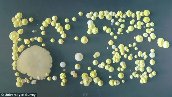 Các vi khuẩn Staphylococcus phát triển rất mạnh