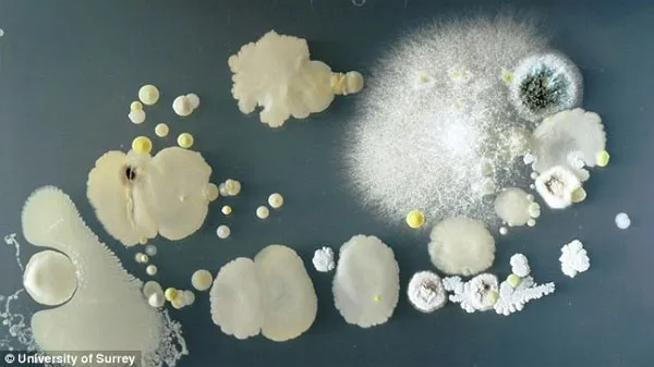 Vi khuẩn Staphylococcus có thể tồn tại trên da mà không gây bệnh.