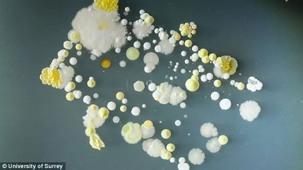 Vi khuẩn Bacillus này thường được tìm thấy trong các mẫu đất và thuốc trừ sâu.