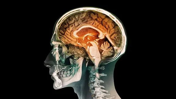 Phần nào của bộ não cũng quan trọng như nhau