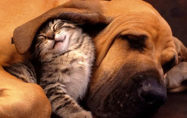 Mèo có thể sống hòa bình với chó