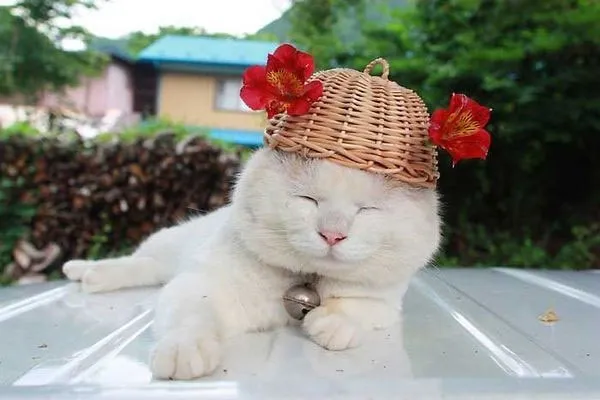 Mèo mắc nhiều bệnh giống con người