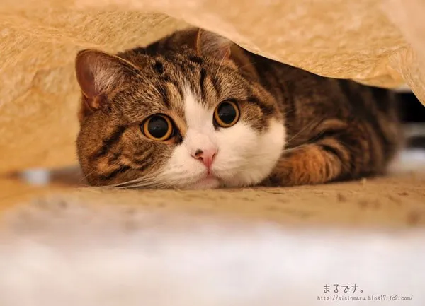 Mèo rất biết cách để đòi hỏi
