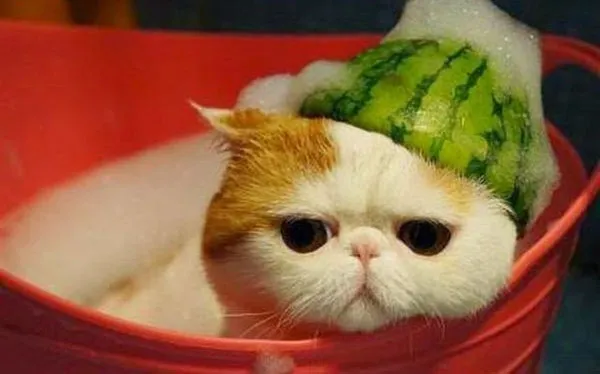 Mèo có thể bị dị ứng với người