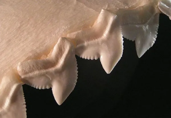 Răng của cá mập hổ (tiger shark) là đáng sợ nhất