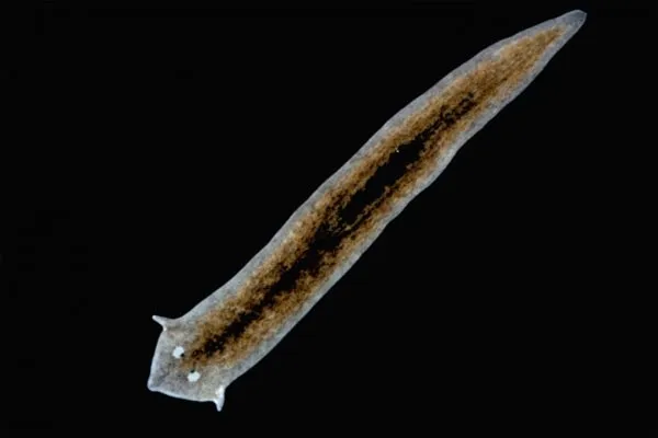 Sán dẹp planarian