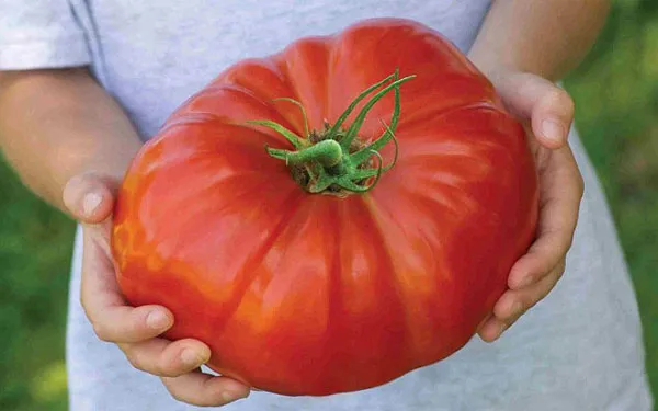 Một quả cà chua thuộc giống Gigantomo.