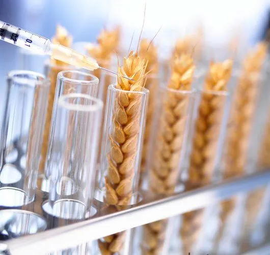 Phần lớn công chúng vẫn e ngại sử dụng GMO vì lo sợ các rủi ro tiềm tàng của chúng.