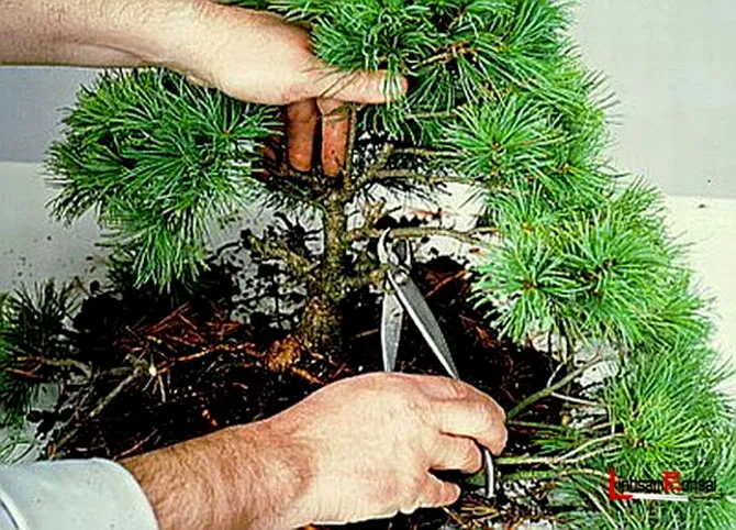 Người chơi bonsai cần chú ý tới việc uốn cành nghệ thuật