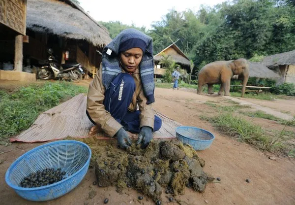 Thu hoạch cà phê hạt từ phân voi