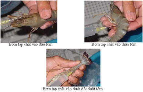 Tạp chất được bơm vào tôm qua đầu, thân và đuôi
