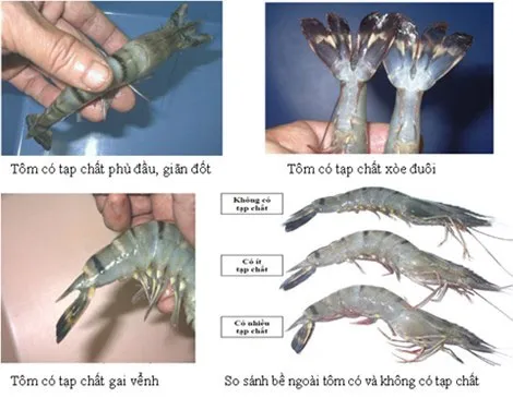 Tôm đã bị bơm hóa chất