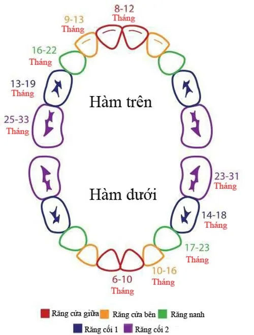 Thời gian mọc răng của bé