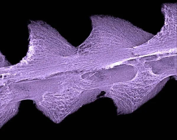 Sợi tơ nhện của loài nhện Uloborus plumipes mang một điện tích nhỏ