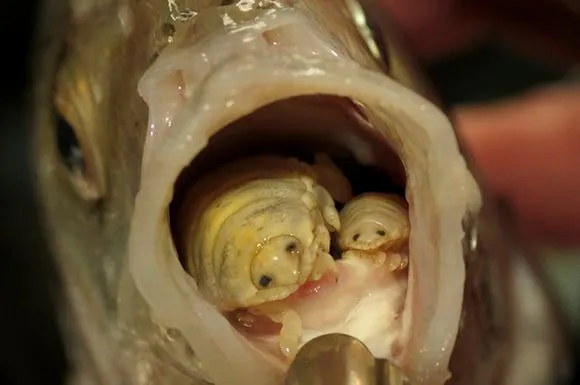 Cymothoa exigua là loài ký sinh sống trong miệng cá.