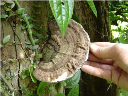 Một cây linh chi phá gỗ