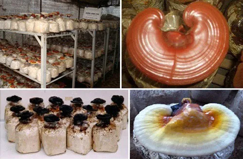 Các giống linh chi ở trung tâm Công nghệ sinh học thực vật.