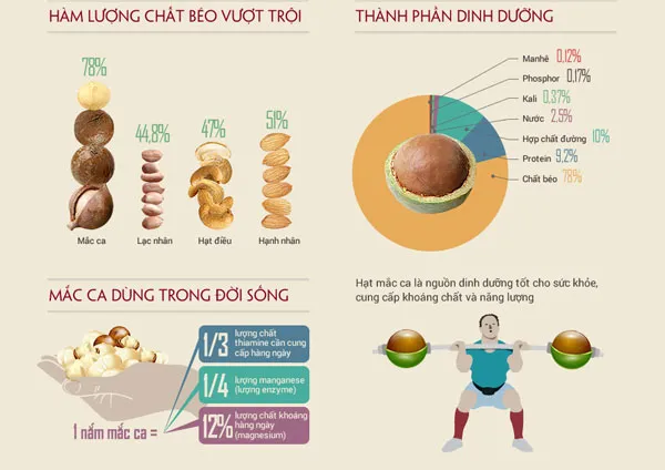 Hạt mắc ca có hàm lượng chất béo lớn