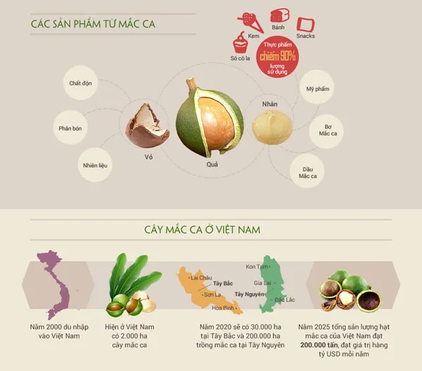 Hạt mắc ca du nhâp vào Việt Nam từ những năm 2000