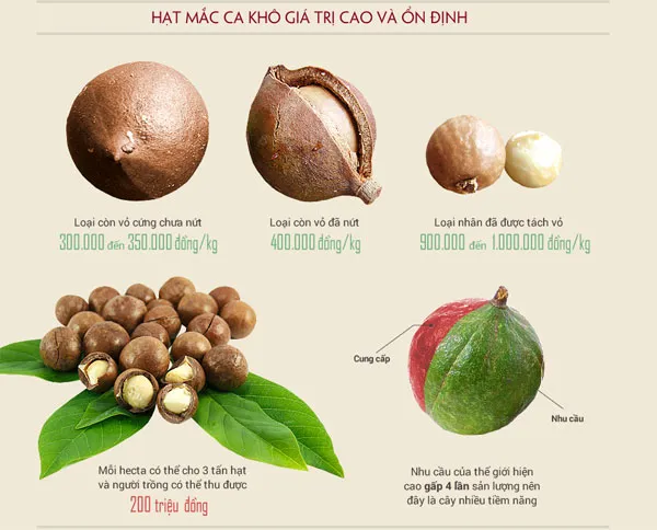 Hạt mắc ca có giá trị dinh dưỡng và thương mại cao