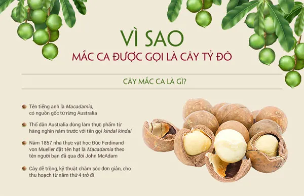 Cây mắc ca có nguồn gốc từ rừng Australia